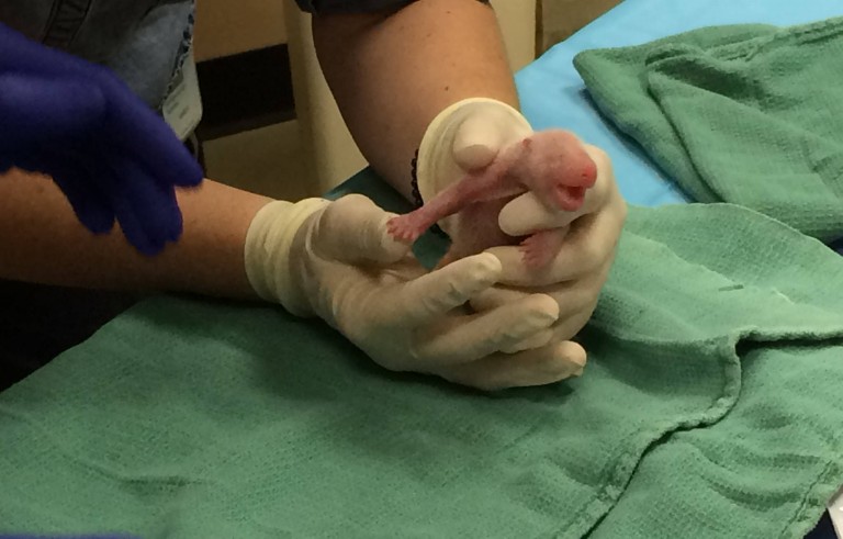 A zookeeper cares for one of the giant panda cubs born on Saturday at the National Zoo in Washington, D.C., on August 22, 2015. Photo by Pamela Baker-Masson, Smithsonian's National Zoo.
