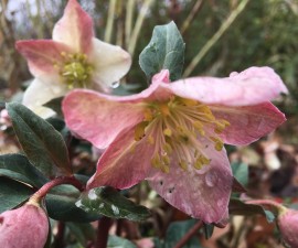 Lenten Rose, Helleborus spp. Photo by U.S. Botanic Garden