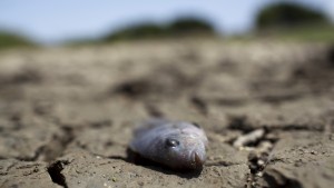 A dead fish lies on the dry shores of the almost empty La Plata reservoir in Toa Alta, Puerto Rico, June 20, 2015. A drought due to subnormal rainfall in several areas has forced the local government to interrupt water supply on several days of the week in most of the metropolitan area of San Juan, affecting over 400,000 homes and businesses, according to local media. Picture taken June 20, 2015. REUTERS/Alvin Baez-Hernandez  - RTX1HI5L