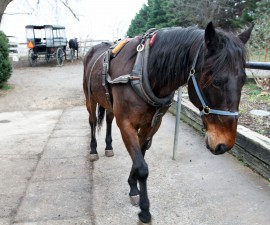 Lancaster County in Pennsylvania, home to the Amish, is also home to a growing number of refugees from more than a dozen countries, including Iraq, Somalia and Syria. Photo by Larisa Epatko