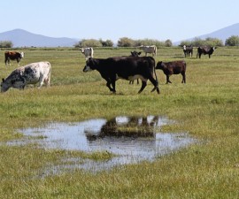 Cattle graze in a heavily irrigated pasture near the Wood River, an upper tributary of the Klamath in the summer of 2013, before the government ordered irrigators along the Sprague, Wood, and Williamson rivers to shut down. Photo by Amelia Templeton/EarthFix