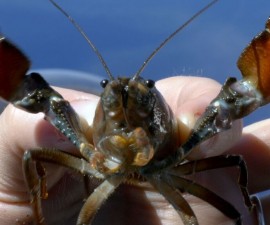 JWC_lhitgYctnUaj42zoQvIuvbBuSr9up_dD5dAbc2A