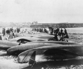 Screen Shot 2016-01-10 at 1.13.23 PM