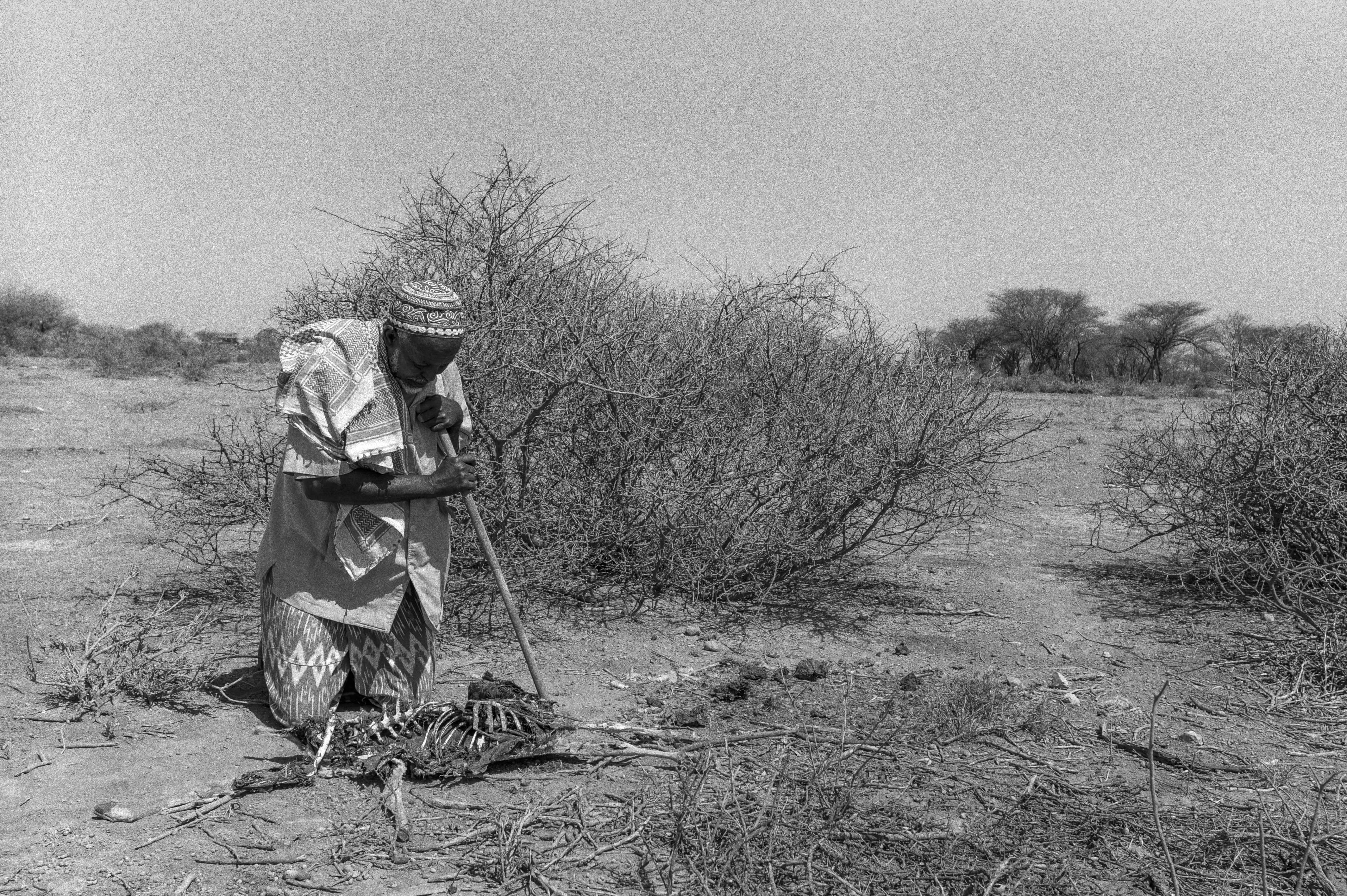 An elderly man regards one of his dead goats in Somaliland, where a worsening drought threatens the livelihoods of nearly 2 million people. Photo by Sebastian Rich for UNICEF