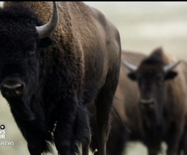 bison