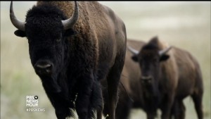 bison