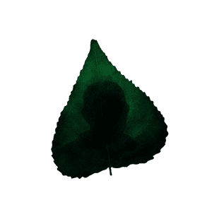 Leaf Silhouette