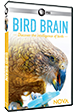Bird Brain