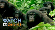Watch online