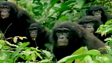 The Last Great Ape preview image