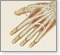 M.D. Specialties