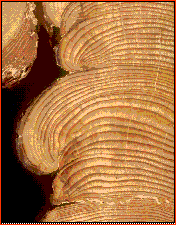 Cross-section of tree, showing rings
