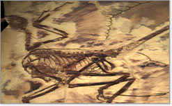 The Four-Winged Dinosaur