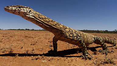 Lizard Kings preview image
