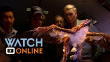 Watch online