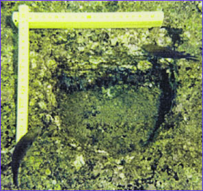 Closeup photograph of semicircular hole, with measuring instrument