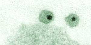Scientists discover when HIV first crossed the species barrier from chimpanzee to human. They also isolate the virus and develop a blood test for it. But the new test reveals deep problems.