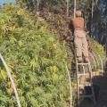 In a Down Economy, Will Taxing Medical Marijuana Lead to a New Green Rush?