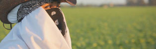 Rape in the Fields