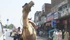 a camel
