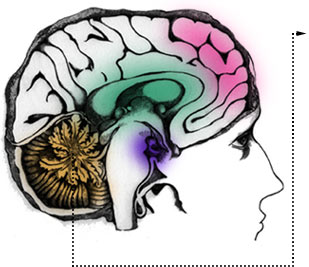 http://www.pbs.org/wgbh/pages/frontline/shows/teenbrain/art/braince.jpg Teen Brain from PBS
