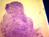 fingerprint chemically highlighted