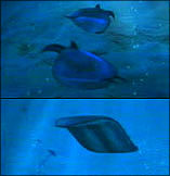artist's rendering of creatures from the cambrian