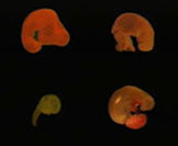 four embryos