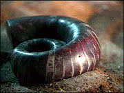 fossil snail
