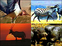 four vertebrates