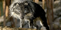 Peter & the Wolf: Essay: Prokofiev’s “Peter & the Wolf”