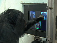 Web-Exclusive Video: Chimp Emotions