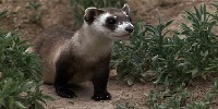 The Loneliest Animals: Lesson Overview The Loneliest Animals: Lesson Overview
