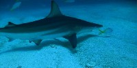 Long Live the Sharks and Rays: Lesson Overview