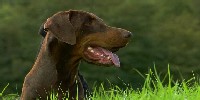 Man’s Best Friend: Lesson Overview Man’s Best Friend: Lesson Overview