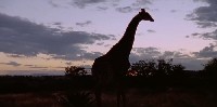 Giraffe Riff Raff: Video Segments Page: Tall Blondes Giraffe Riff Raff: Video Segments Page: Tall Blondes