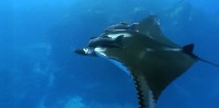 Long Live the Sharks and Rays: Video Segments