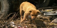 From Wolf to Dog: Video Segments: Dogs that Changed the World