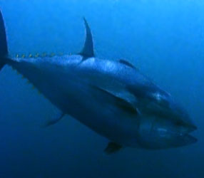tuna tuna