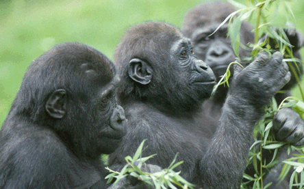 Young Gorillas