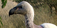 Animal Guide: Cape Griffon Vulture