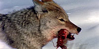 Animal Guide: Gray Wolf