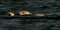 Arctic Bears: Video: Polar Bears Make a Difficult Decision