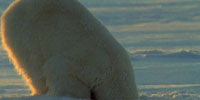 Arctic Bears: Video: Polar Bears Hunt for Seal Pups