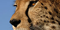 The Cheetah Orphans: Introduction