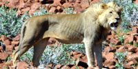 The Desert Lions: Why Save the Desert Lions?