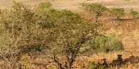 The Desert Lions: Secrets of Survival: Life in the Namib Desert