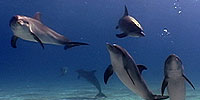The Dolphin Defender: Dolphins and Sounds