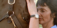 Creating the “Perfect” Horse: Lesson