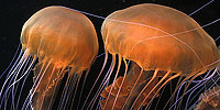 Oceans in Glass: Behind the Scenes of the Monterey Bay Aquarium: The Fascinating World of Jellies
